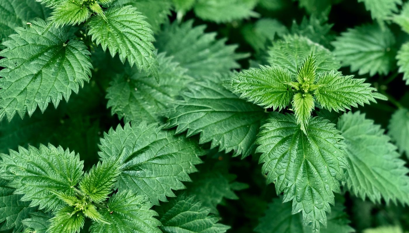 Nahaufnahme grüner Brennnesselblätter