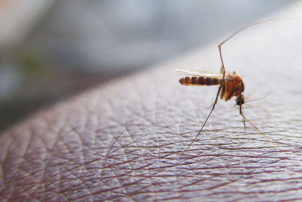 Mücke sitzt auf menschlicher Haut und sticht