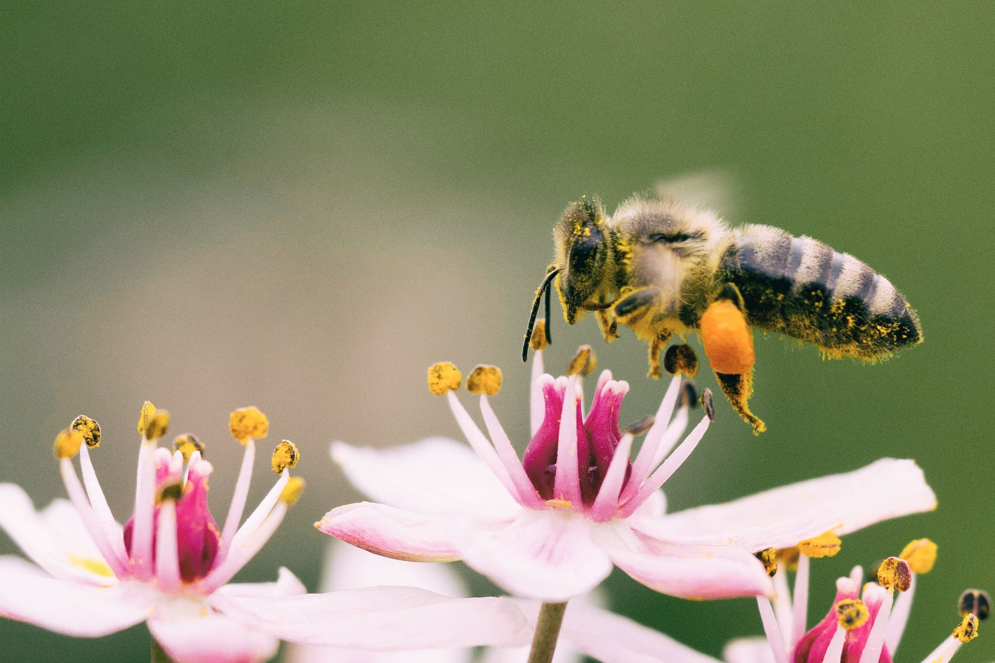 Biene sitzt auf rosa Blüte und sammelt Nektar